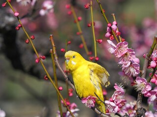 満開のピンクの梅の花に囲まれてくつろぐ黄色いインコ
