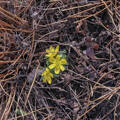 Hoffnung keimt, Licht im Dunkel, eine kleine Hoffnung