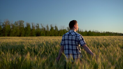 Naklejka na ściany i meble A young man in a shirt is walking on a green wheat field. A man walks and touches the ears of wheat. Back view.