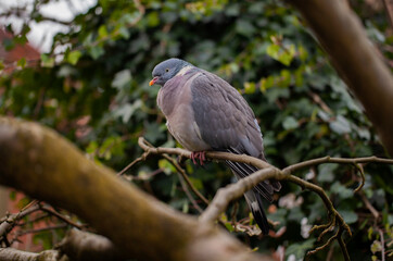 Wood Pigeon (Columba palumbus) roosting in a  Laburnum tree in an English garden.