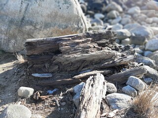 things you may find at the beach