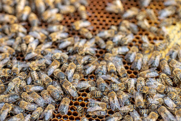 Drones on a wax frame surrounded by bee colonies. Beekeeping. Growing drones to select sperm. Artificial insemination of the queen bee with sperm of donor's drone.