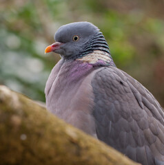 Close up portrait of a Wood Pigeon (Columba palumbus)