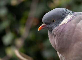Close up portrait of a Wood Pigeon (Columba palumbus)
