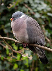 Wood Pigeon (Columba palumbus) perched in a tree in woodland.