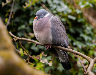 Wood Pigeon (Columba palumbus) with its eyes closed roosting in a tree in an English garden.