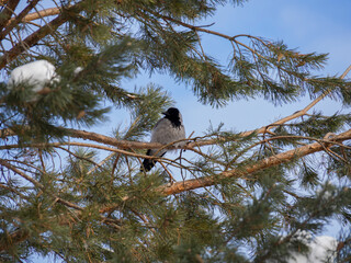 A city crow sits on a tree (a branch of a pine tree). A bird freezes in a winter forest in the middle of snow. The animal is basking in the spring sun.