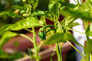 Fruit of a pepper begins to grow from the flower itself in early spring.