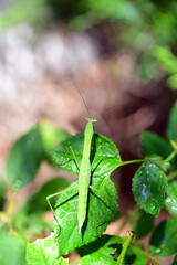 Naklejka premium Mini Mantis