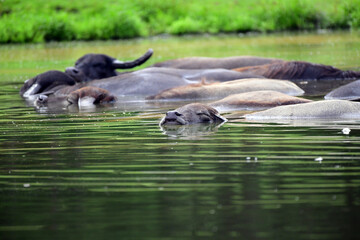 Water Buffalo