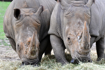 Obraz premium Rhino Duo