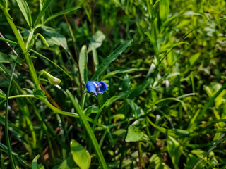 Lathyrus sativus, also known as grass pea, chickling pea, Indian pea, white pea and white vetch, is a legume commonly grown for human consumption and livestock feed in Asia and East Africa.