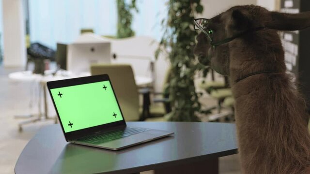 Llama in glasses standing by an office desk with a green screen laptop.