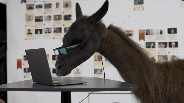 Llama wearing glasses in an office,being fed,eating from a laptop.