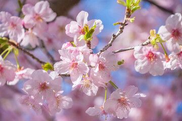 桜満開　鹿児島県　出水市