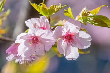 桜満開　鹿児島県　出水市