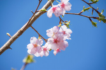 桜満開　鹿児島県　出水市
