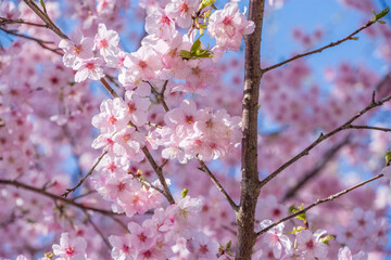 Obraz premium 桜満開 鹿児島県 出水市