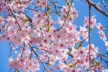 サクラ満開の季節　鹿児島県　出水市