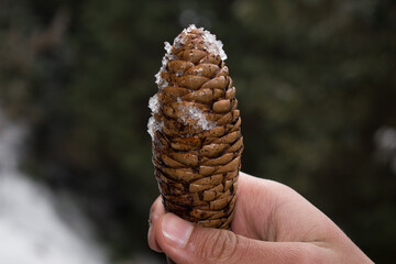 picture of conifer cone of spruce tree in hand