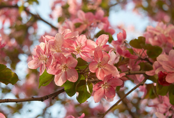 Fototapeta na wymiar Closeup shot of blooming apple tree flowers