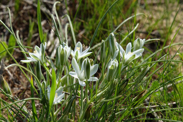 Spring flowering ornithogalum (Latin - Ornithogalum)