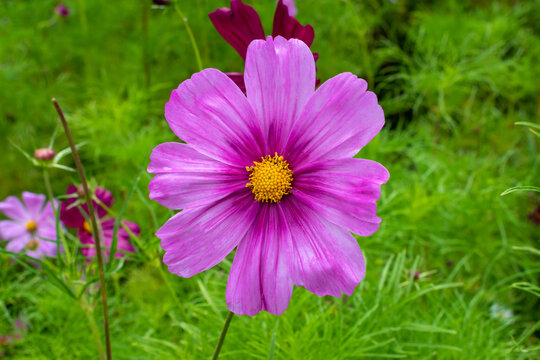 Light Purple Spring (Cosmos Bipinnatus) Wild Flower