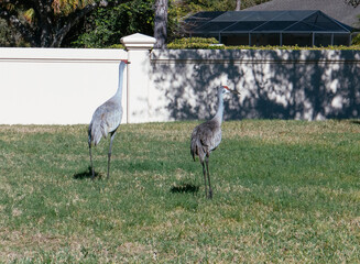 Sandhill crane couple are looking for food from grass