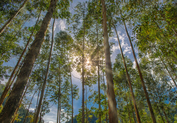 Fototapeta premium trees in the forest