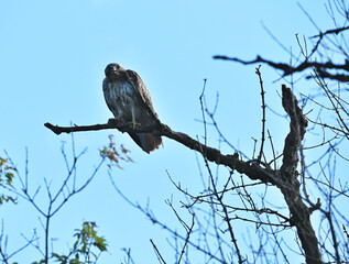 Hawk on Tree Limb