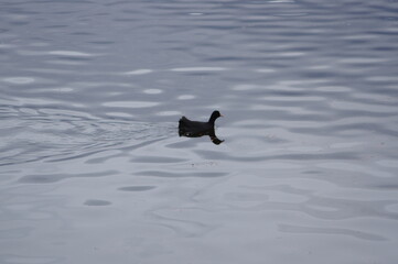 湖面に浮かぶ小さい黒いシルエットのオーバン