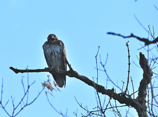 Hawk on Tree Limb