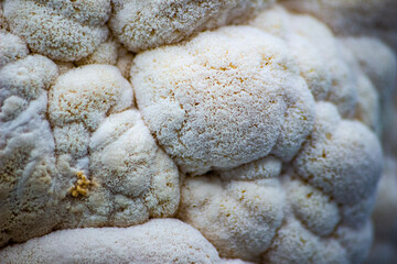 Close up of Lion's Mane. 