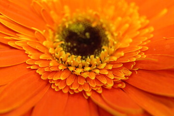 orange gerbera flower