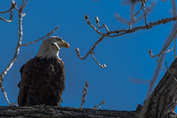 eagle on a branch