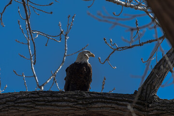white tailed eagle