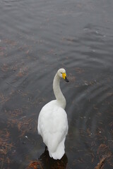 厳しい寒さを避けて越冬で飛来地へと渡ってきた、美しい白い羽毛のオオハクチョウ