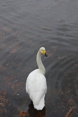 厳しい寒さを避けて越冬で飛来地へと渡ってきた、美しい白い羽毛のオオハクチョウ