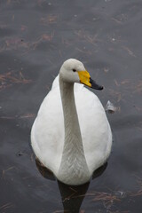 Naklejka premium 厳しい寒さを避けて越冬で飛来地へと渡ってきた、美しい白い羽毛のオオハクチョウ