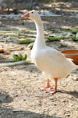 White female goose is stay in  garden