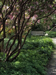 Fototapeta premium Springtime blooms with walkways and benches in public Finnerty Gardens in Victoria BC