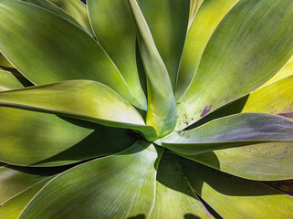 Agave  plant