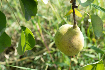 Green pear on the edge of a tree branch