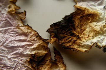 Burn tissue paper texture
