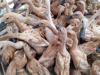 bunch of ducks,animals top view