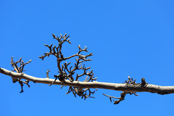 The old and dry branches in the background of blue sky