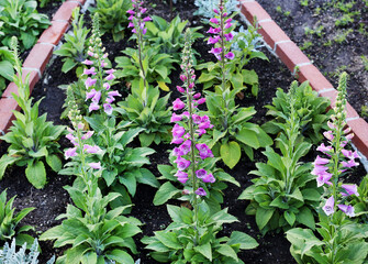 foxgloves 