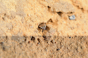 Bugs crawl on the ground, North China