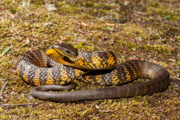 Australian Eastern Tiger Snake in defence stance