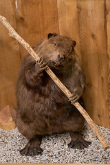 Obraz premium An Oregon beaver in a museum in Astoria, Oregon.